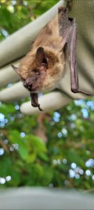 Wildlife Removal Hillsdale County